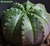 Euphorbia obesa 1