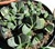 Gasteria gracilis o ernesti ruschii fa. variegata