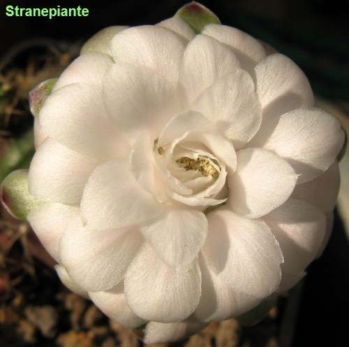 [Gymnocalycium damsii anisitsii 2 fiore[3].jpg]