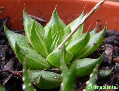 [Hawortia cymbiformis[2].jpg]