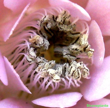 Gymnocalycium stenopleurum polline fiore rosa