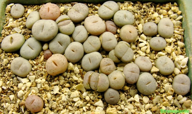 [Lithops semenziali 22-agosto-2008[5].jpg]