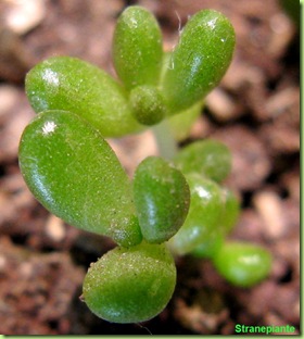 Sedum da foglia