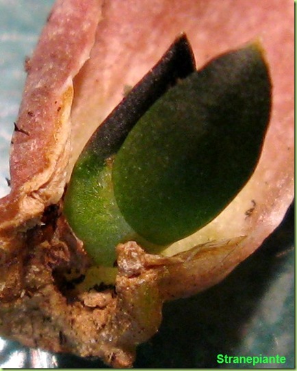 Talea per foglia di Haworthia pygmaea