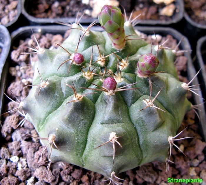 [Gymnocalicyum anisitsii boccioli[3].jpg]