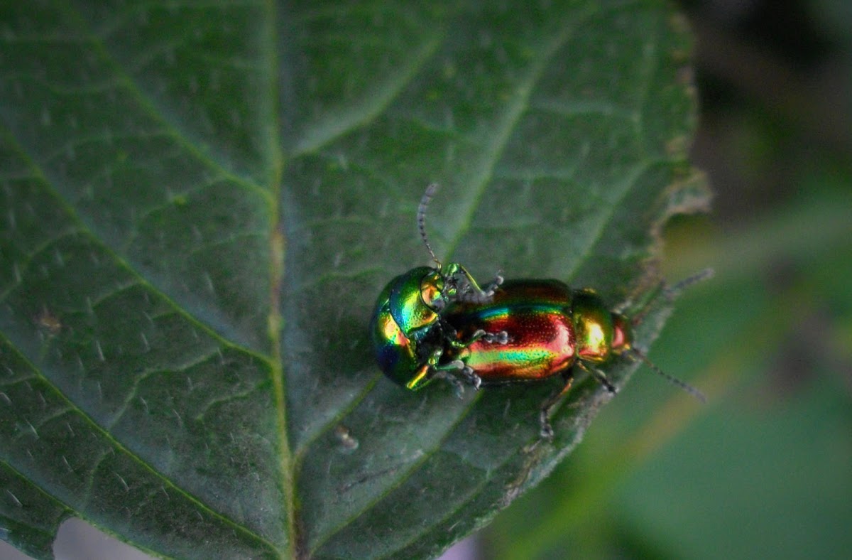Prächtiger Blattkäfer (leaf beetle)