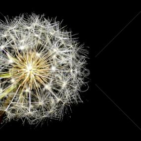 close up by Maria Ferreira - Nature Up Close Trees & Bushes