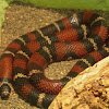 Black Milk Snake (juvenile)