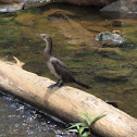 Long-tailed Cormorant  (juvenile)