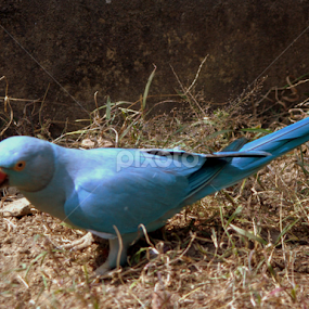 Blue by Surjya Kumar Das - Animals Birds