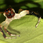 jump spider