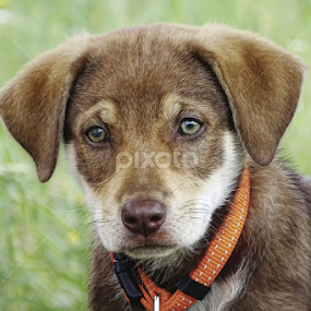 cuty :) by Boris Romac - Animals - Dogs Puppies