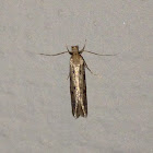 Scavenger Moth