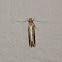 Scavenger Moth