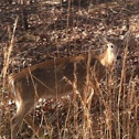 White tail deer