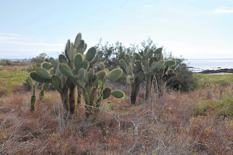 Santiago Floras are one of the many beautiful plants that you will see while touring the Galapagos Islands.