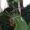 Red-Legged Golden orb spider