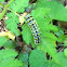Black Swallowtail butterfly caterpillar