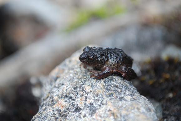 Pristimantis philippi Project Noah