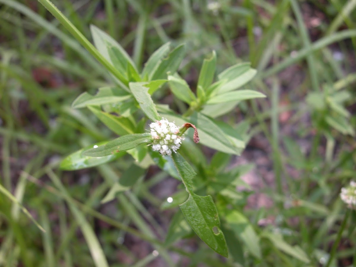 Shrubby False Buttonwood