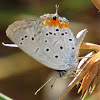 Tailed meadow blue