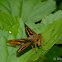 Potanthus Skipper Butterfly