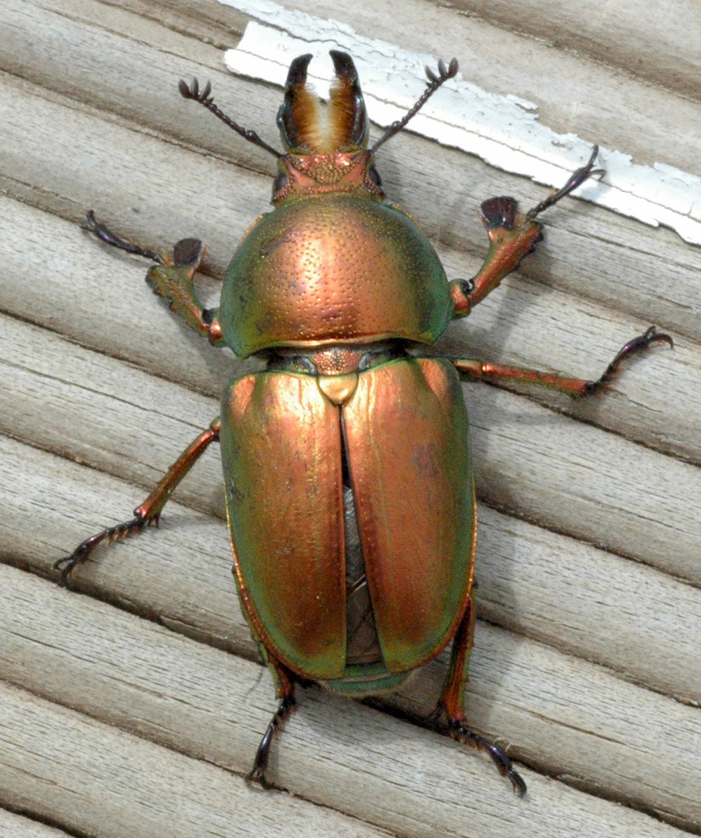 Golden staghorn beetle (Lamprima aurata)