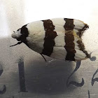 Oecephoridae Moth
