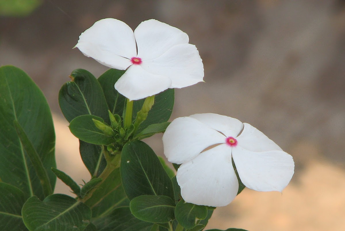 Vinca Flower or Periwinkle