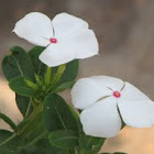 Vinca Flower or Periwinkle