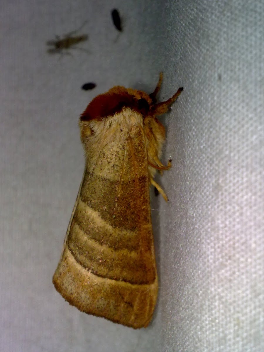 Walnut caterpillar Moth
