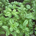 Basil