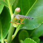 Common robberfly