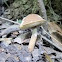 Bolete mushroom