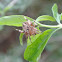 Small Orb Weaver Spider