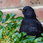 Common blackbird (male)