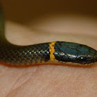 Ring-necked snake #2 (young of the year)