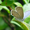 Tailed Cupid 長尾藍灰蝶