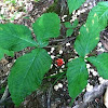 Jack-in-the-pulpit berries