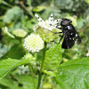 Mexican Cactus Fly