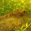 European Bullhead