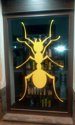 Giant Yellow Ant