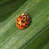 Harlequin ladybird