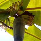 banana flower