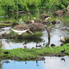 Magpie Goose (rookery) and wetlands