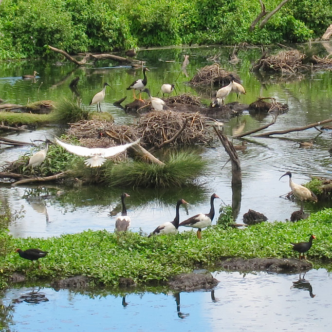 Magpie Goose (rookery) and wetlands