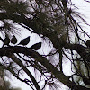 California Quail