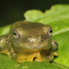 Reinwardt's Tree Frog