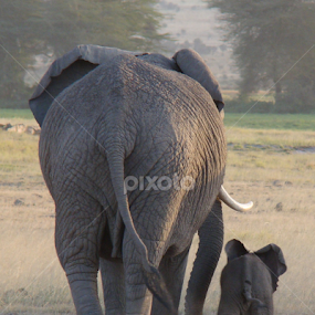 Someone to look up to  by Travellingross ! - Animals Other Mammals