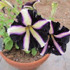 Petunia hybrid